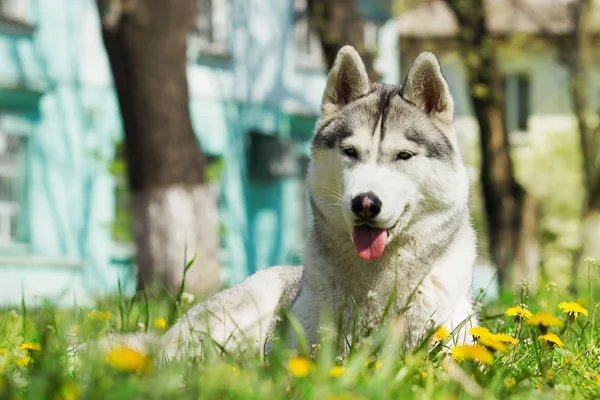 Dog. Portrait on the lawn in the urban environment. Portrait of Siberian Husky — Stock Photo, Image