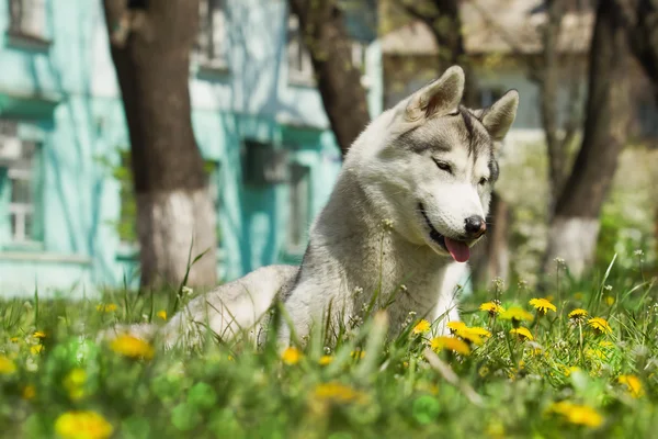 Retrato de husky siberiano — Fotografia de Stock