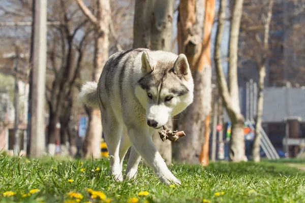 Retrato de un husky siberiano . —  Fotos de Stock