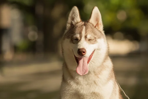 Retrato de husky siberiano — Foto de Stock