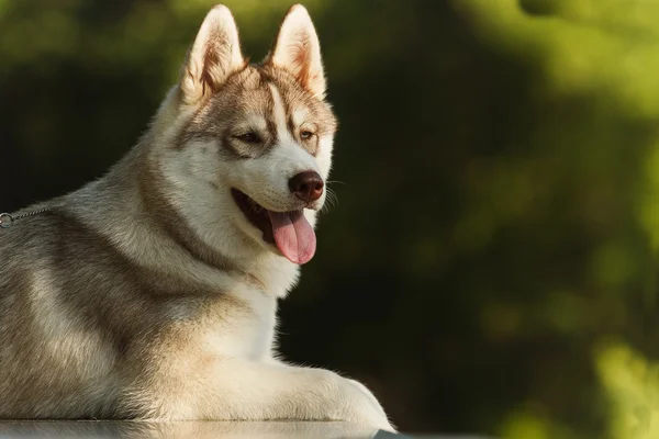 Chien. Portrait sur la pelouse en milieu urbain. Portrait de Husky sibérien — Photo