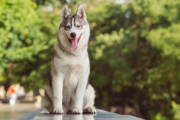 Retrato de husky siberiano — Foto de Stock