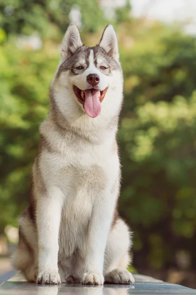 Retrato de husky siberiano — Fotografia de Stock