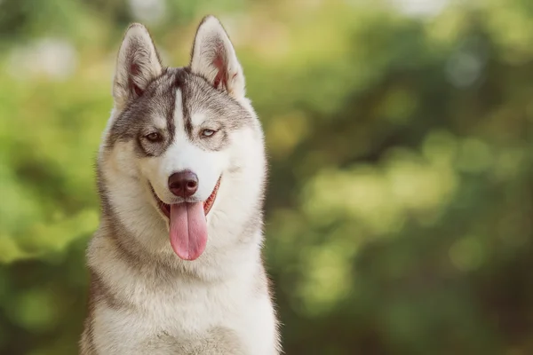 Retrato de husky siberiano — Foto de Stock