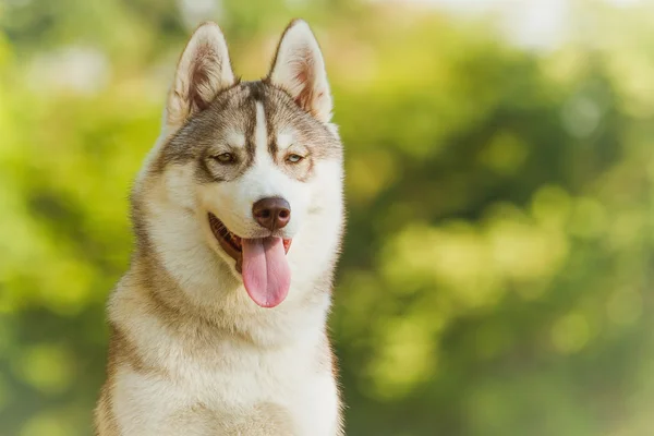 Porträt des Siberian Husky — Stockfoto