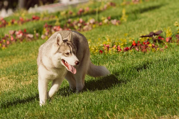 Retrato de husky siberiano —  Fotos de Stock