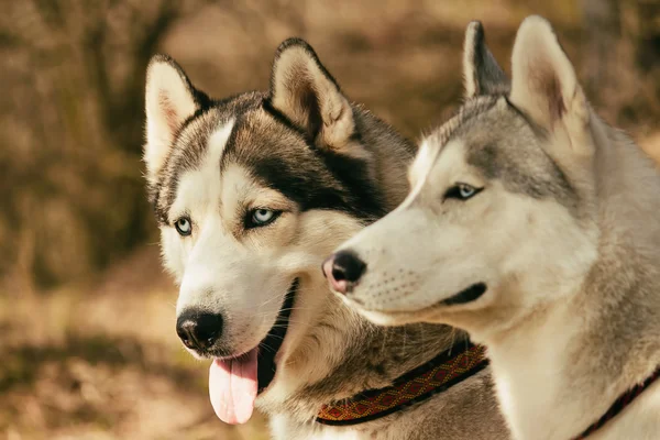 Anjing beristirahat setelah perlombaan. Husky Siberia . — Stok Foto