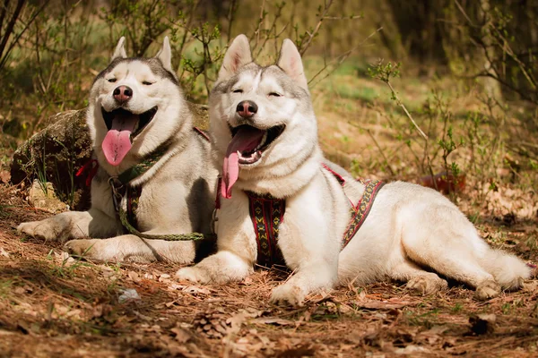 犬レース後休憩します。シベリアン ハスキー. — ストック写真