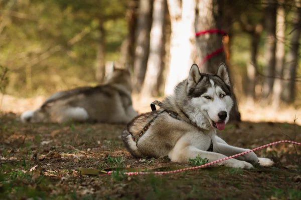 そり。犬レース後休憩します。シベリアン ハスキー. — ストック写真