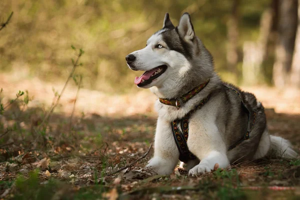Gidiyoruz. Köpek yarıştan sonra dinlenme. Siberian dış yapraklar.