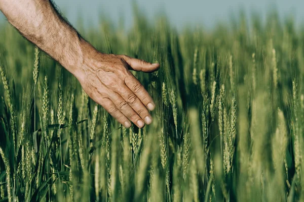 Hand of a farmer touching ripening wheat ears in early summer. — Stock Photo, Image