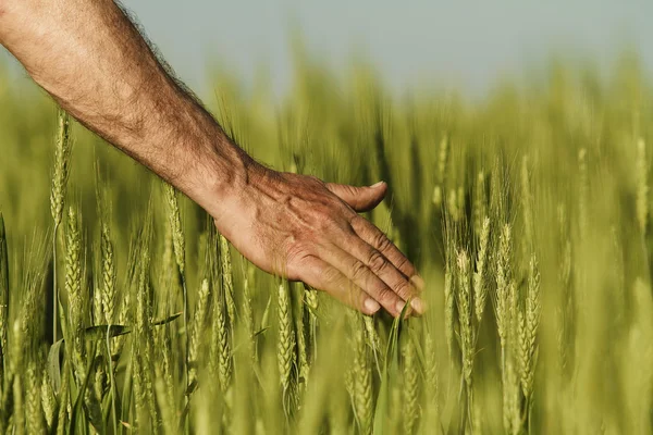 Hand eines Bauern berührt reifende Weizenähren im Frühsommer. — Stockfoto