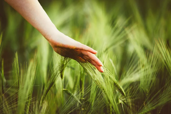Mano de un agricultor tocando espigas de trigo en maduración a principios de verano. — Foto de Stock