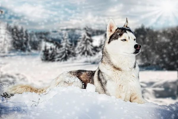 Siberian Husky in winter mountains — Stock Photo, Image