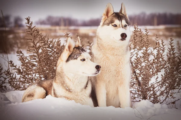 Husky siberiano en las montañas de invierno — Foto de Stock