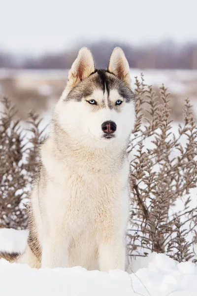 Σιβηρία σκύλος χάσκεϋ στα βουνά του χειμώνα — Φωτογραφία Αρχείου