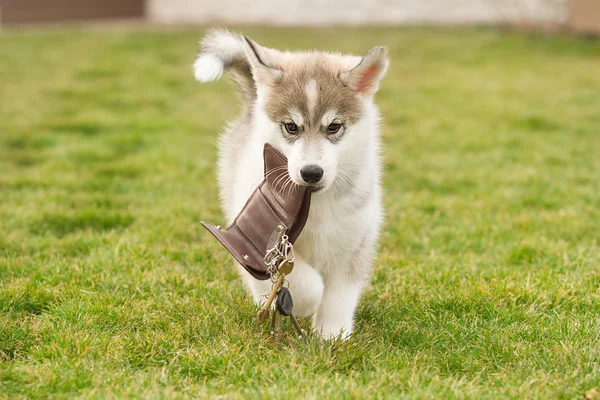 Sibirya husky köpek açık havada. Husky köpek yavrusu portresi.