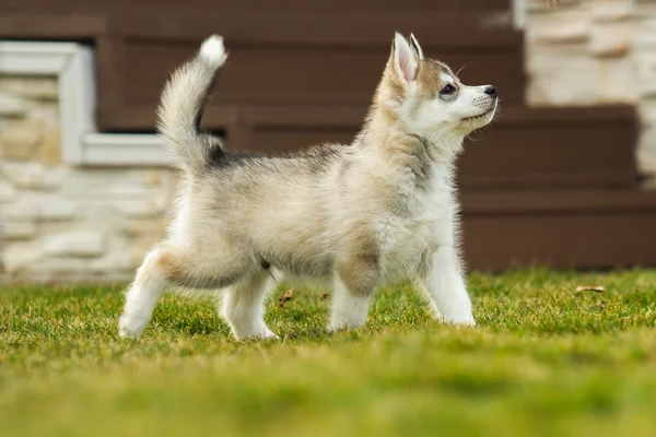 Portret van een weinig husky hond puppy — Stockfoto