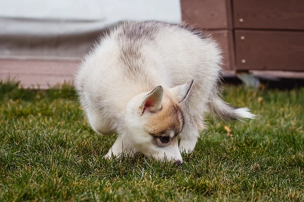 Siberian husky hund utomhus. Porträtt av en liten husky hundvalp. — Stockfoto