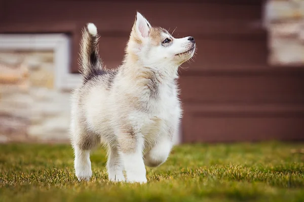 Perro husky siberiano al aire libre. Retrato de un perrito husky . —  Fotos de Stock