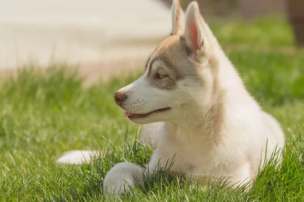 Szibériai husky kutya szabadban. Portréja egy kis husky kutya kölyök. — Stock Fotó