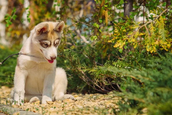 Sibirya husky köpek açık havada. Husky köpek yavrusu portresi. — Stok fotoğraf
