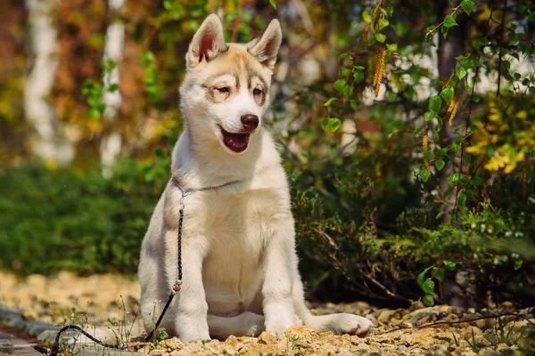 Chien husky sibérien à l'extérieur. Portrait d'un petit chien husky chiot . — Photo