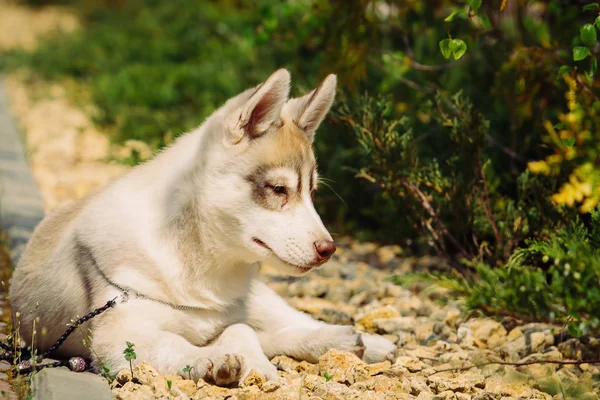 Siberiano cão husky ao ar livre. Retrato de um cachorrinho pequeno cão husky . — Fotografia de Stock
