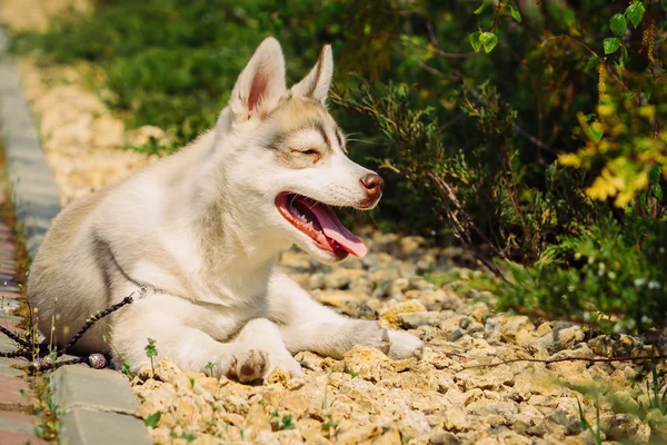 Siberiano cão husky ao ar livre. Retrato de um cachorrinho pequeno cão husky . — Fotografia de Stock