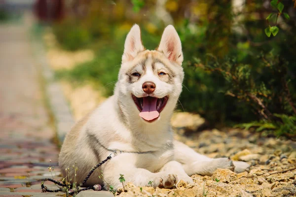 Siberian husky dog outdoors. Portrait of a little husky dog puppy. — Stock Photo, Image