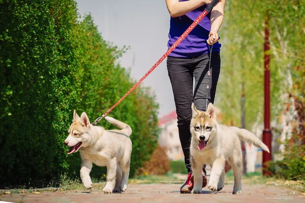 Сибирская хаски-собака на улице. Портрет маленького собачьего щенка . — стоковое фото
