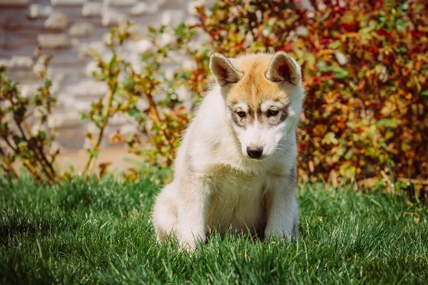 Sibirya husky köpek açık havada. Husky köpek yavrusu portresi. — Stok fotoğraf