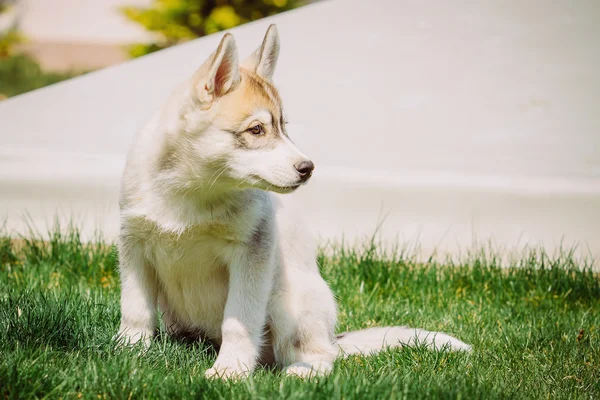 Siberiano cão husky ao ar livre. Retrato de um cachorrinho pequeno cão husky . — Fotografia de Stock