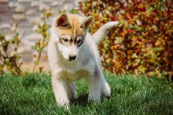Perro husky siberiano al aire libre. Retrato de un perrito husky . —  Fotos de Stock