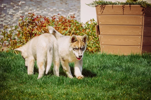 Perro husky siberiano al aire libre. Retrato de un perrito husky . —  Fotos de Stock