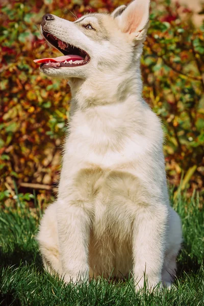 Siberische husky hond buiten. Portret van een weinig husky hond puppy. — Stockfoto