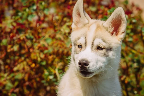 시베리안 허스키 개 야외. 약간 허스키 강아지 강아지의 초상화. — 스톡 사진