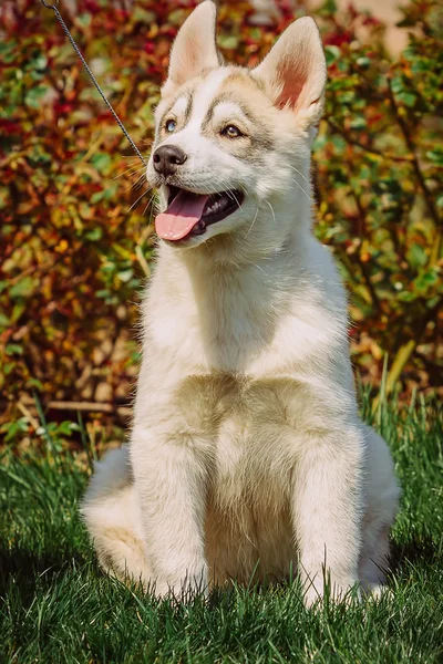 シベリアン ハスキー犬屋外。ハスキー犬の子犬の肖像画. — ストック写真