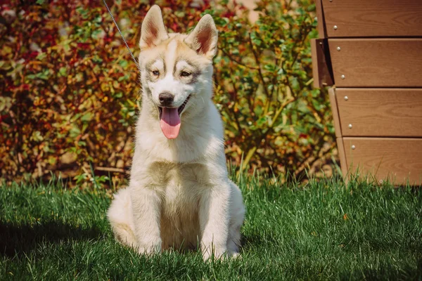 Sibiřský husky pes venku. Portrét malé štěně husky psa. — Stock fotografie