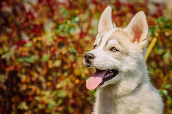 Sibirya husky köpek açık havada. Husky köpek yavrusu portresi.