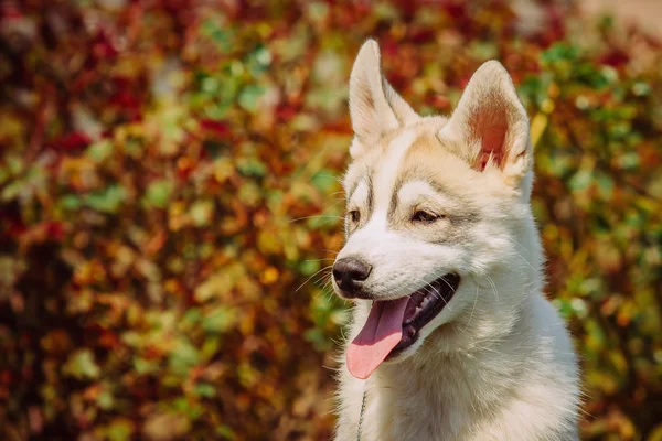 시베리안 허스키 개 야외. 약간 허스키 강아지 강아지의 초상화. — 스톡 사진
