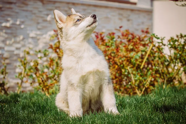 Siberiano cão husky ao ar livre. Retrato de um cachorrinho pequeno cão husky . — Fotografia de Stock