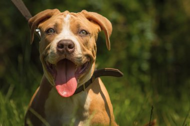 Bir köpek yavrusu niteliğine portresi yakın çekim.