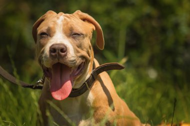 Bir köpek yavrusu niteliğine portresi yakın çekim.