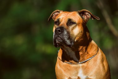 Bir köpek yavrusu niteliğine portresi yakın çekim.