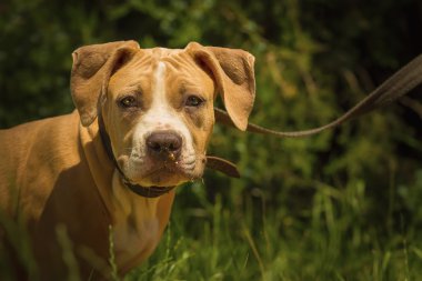 Bir köpek yavrusu niteliğine portresi kapatın. Pitbull.