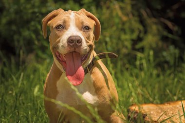 Bir köpek yavrusu niteliğine portresi kapatın. Pitbull.