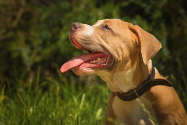 Bir köpek yavrusu niteliğine portresi kapatın. Pitbull.