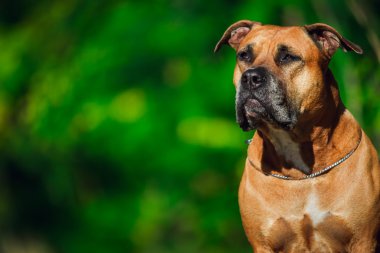 Bir köpek yavrusu niteliğine portresi kapatın. Pitbull.