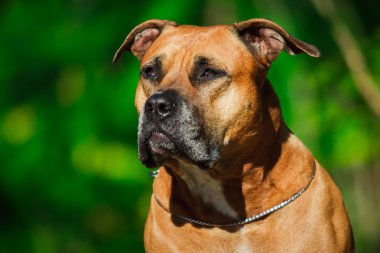 Bir köpek yavrusu niteliğine portresi kapatın. Pitbull.
